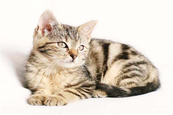 梦见猫_梦见救了猫_救猫梦的解析