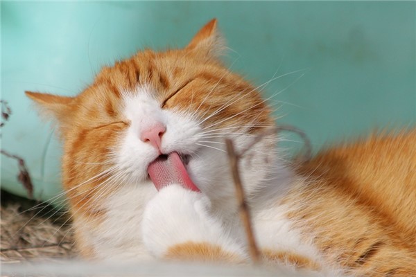 梦见猫_得此梦事业不利_梦见猫伤人