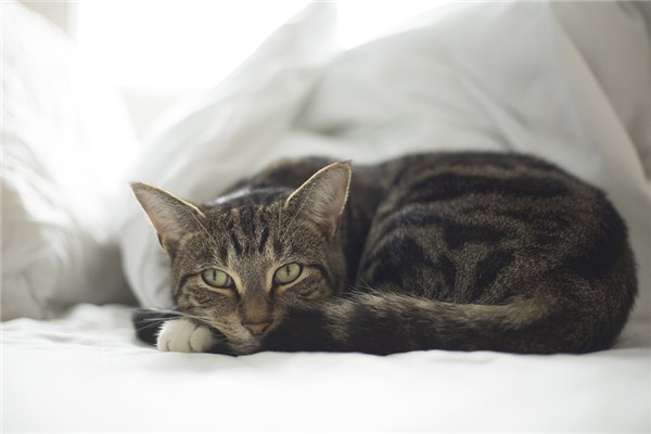 梦见猫钻被窝_事业烦恼与家人争吵_梦见猫