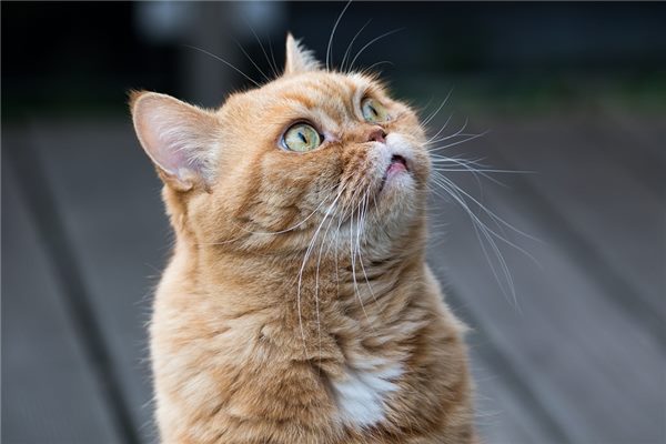 梦见杀猫吉凶解析:事业遇贵人还是犯小人?一文看懂 梦见别人杀猫_事业压力大身边小人多_梦见杀猫