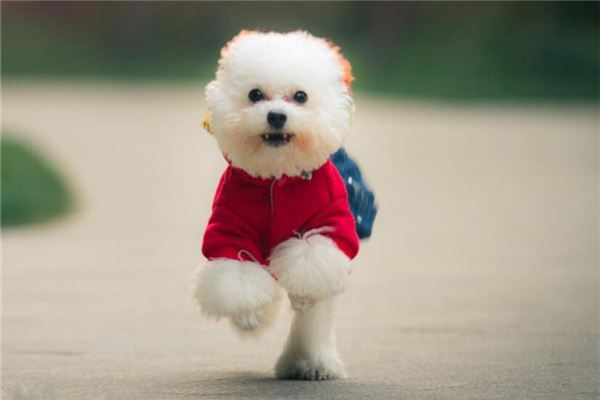 狗年运势_属狗人命运分析_属狗人婚姻分析
